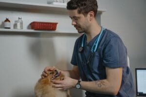 Veterinário examinando um cachorro em uma clínica veterinária