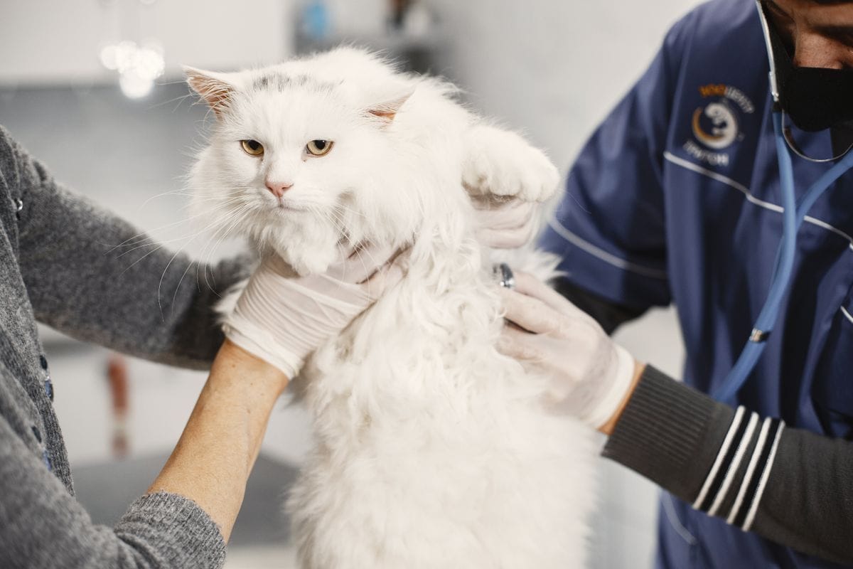 Marketing para clínica veterinária em Curitiba: o que as 20 mais bem colocadas no Google mostram 1 Veterinário examinando um gato durante a consulta